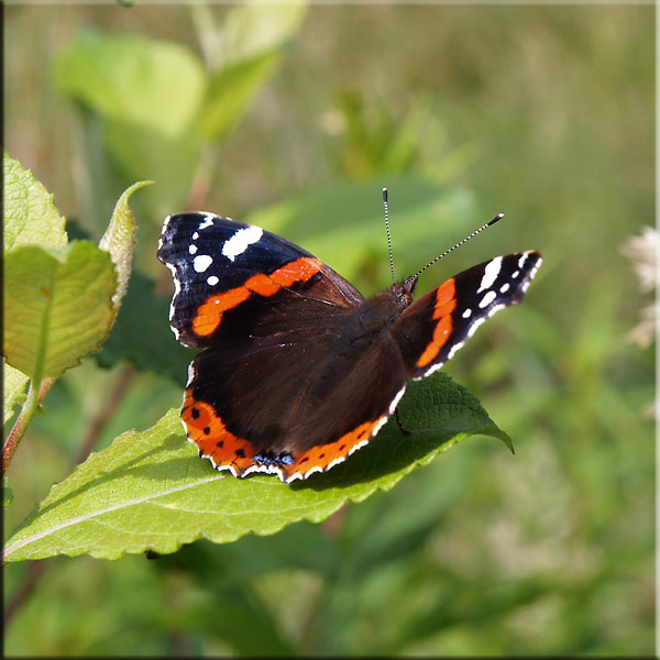 2009_schmetterlinge 0015.jpg - Admiral